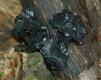Fungi: Black Bulgar (Bulgaria inquinans)
